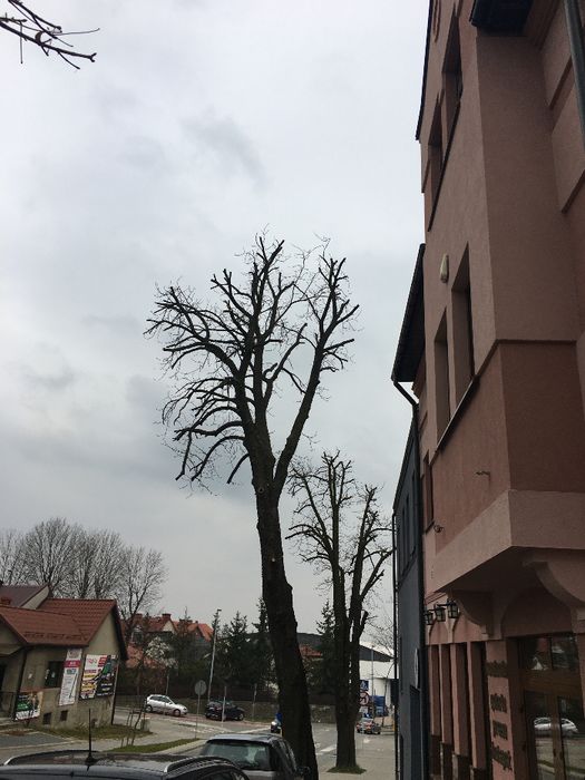 Wycinka drzew Śląskie, Częstochowa, Myszków, Lubliniec, Tarnowskie Gór