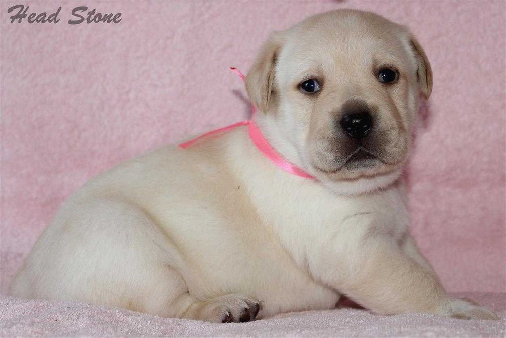 Лабрадор ретривер щенки