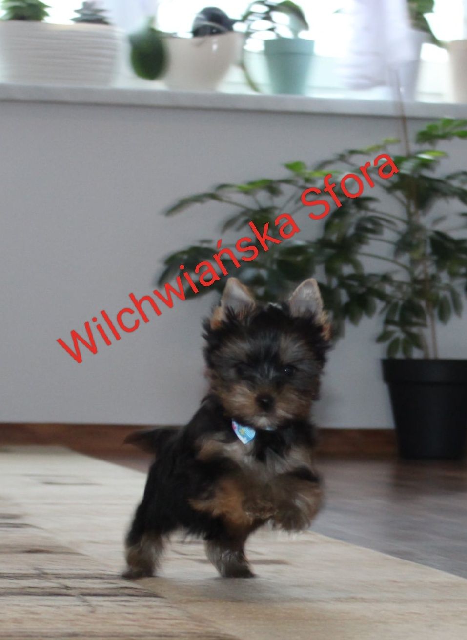 Yorkshire Terrier piesek