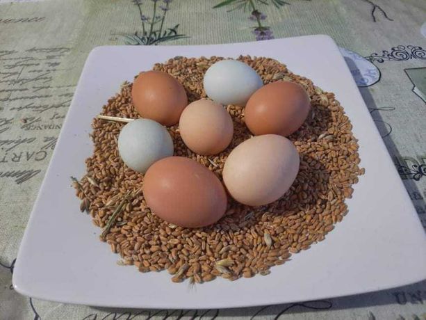 Wiejskie jajka od kur z wolnego wybiegu