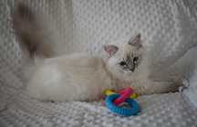SOYA - rodowodowa kotka rasy ragdoll