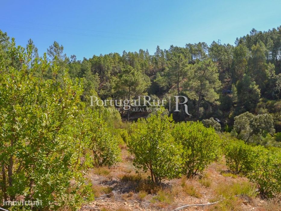 Terreno Rustico com plantação de medronhos