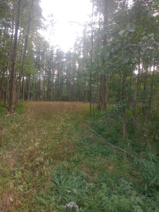 Działka 0,56 ha rolno leśna
