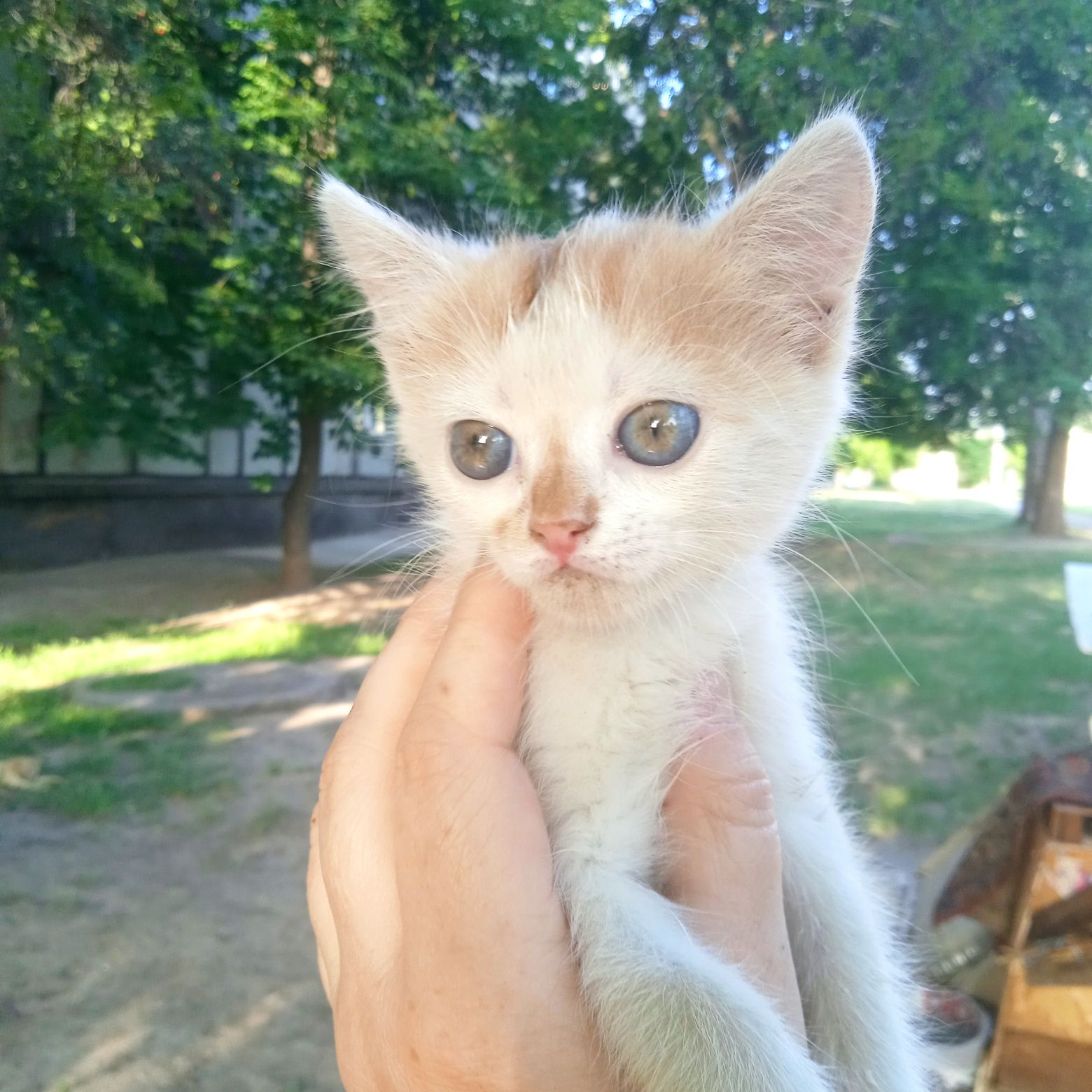 Одам в хорошие руки котенка