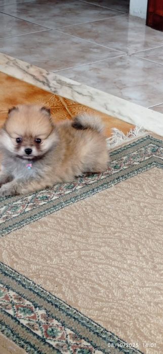Lulu da Pomerãnia