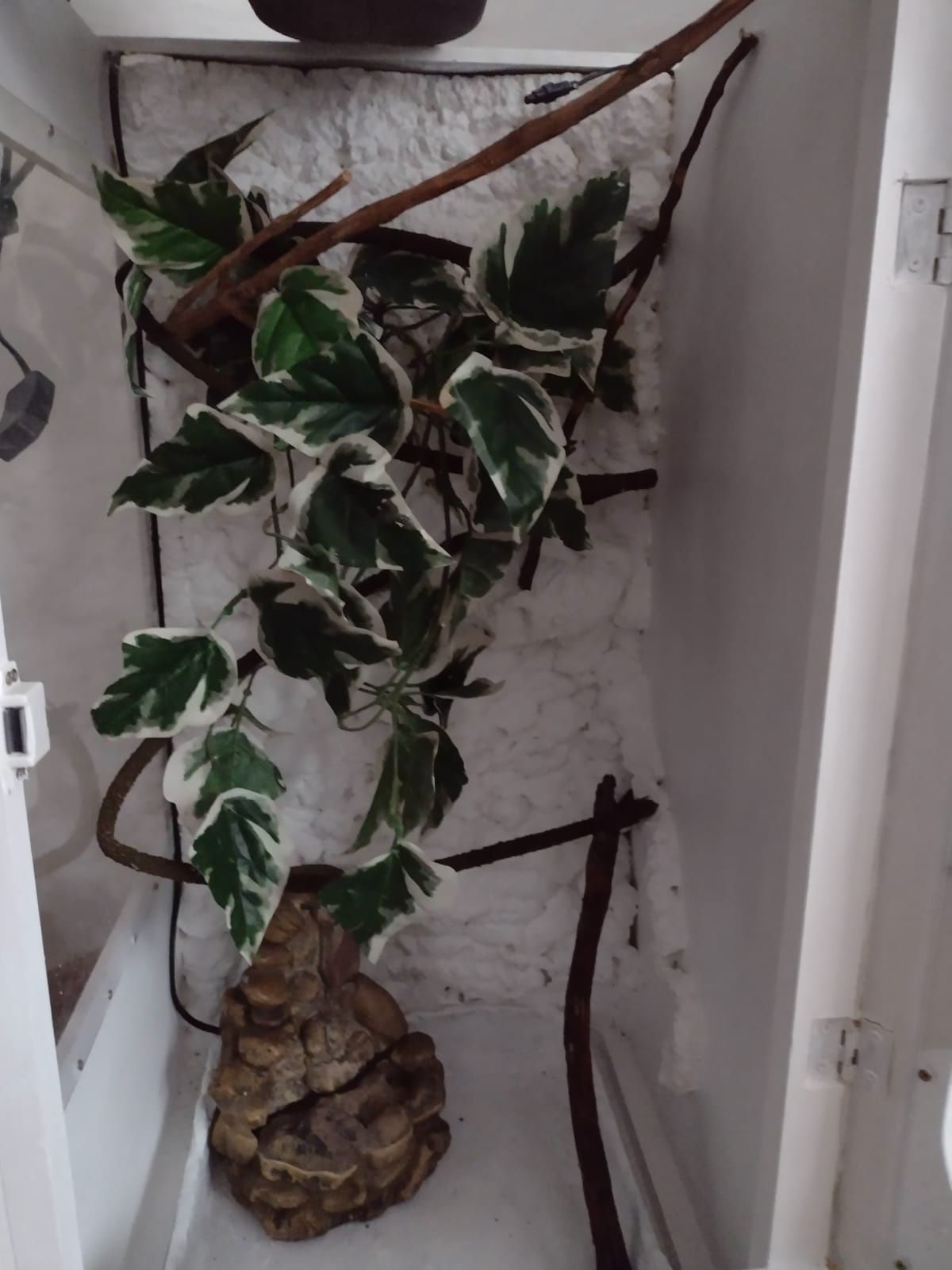 Własnoręcznie wykonane terrarium dla kameleona z całym wyposażeniem