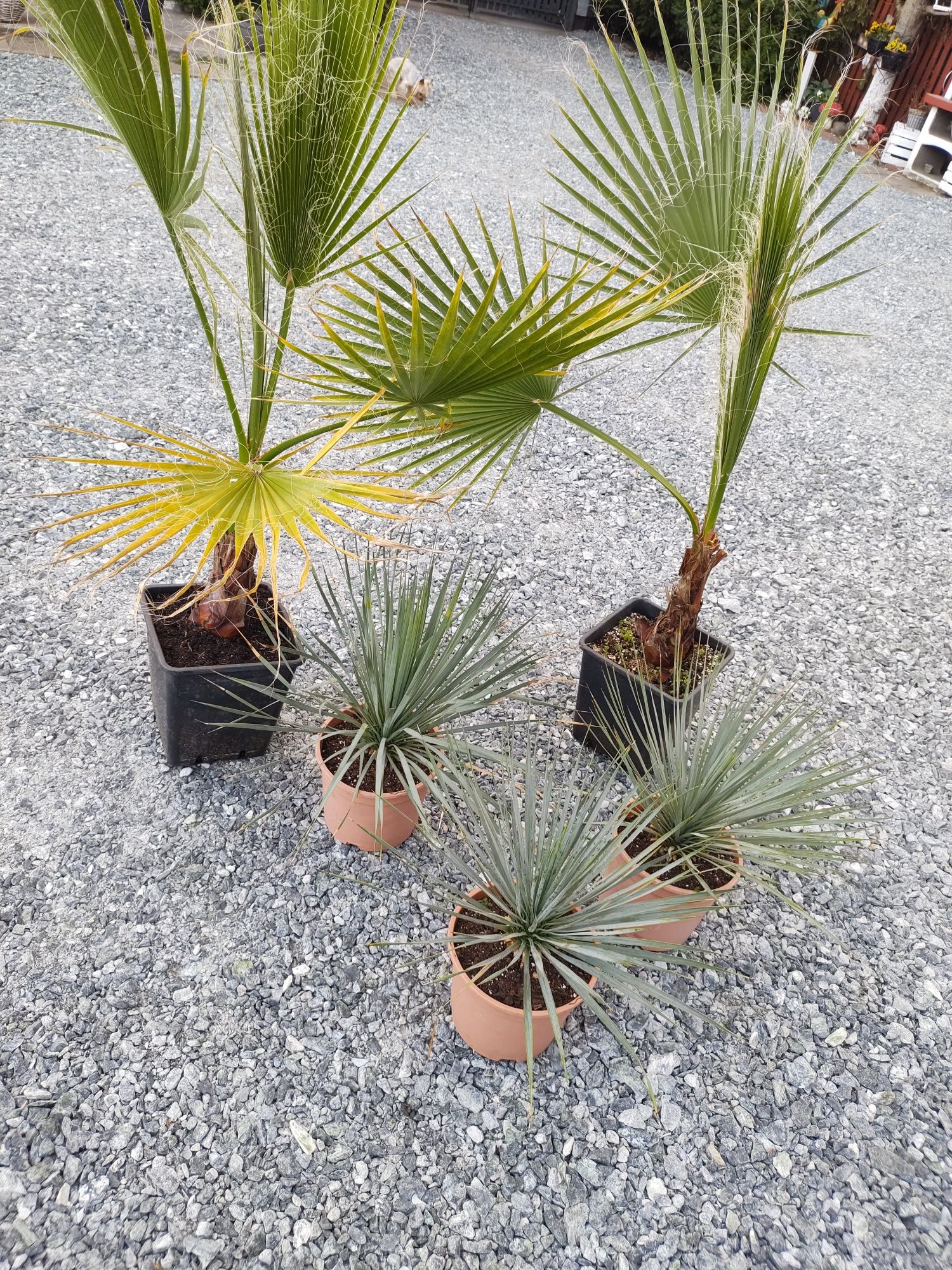 Juka Rostrata (Yucca rostrata)
