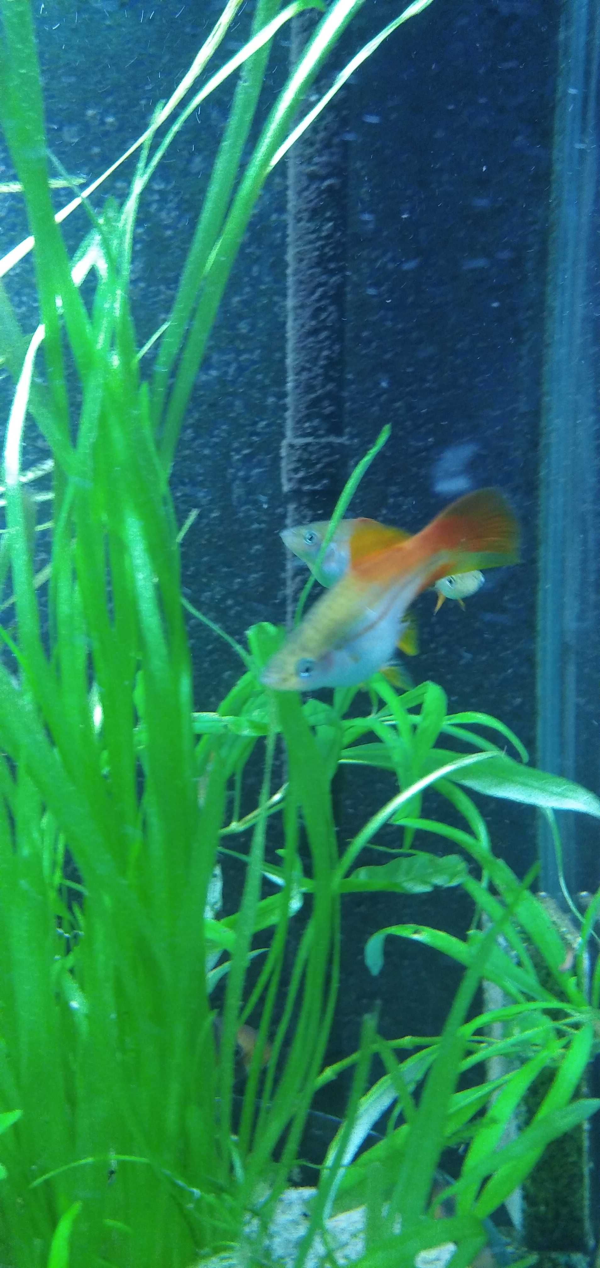 Pewne kolorowe rybki do akwarium mieczyki zielone czerwone piękne