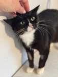 Kotka Penny do adopcji