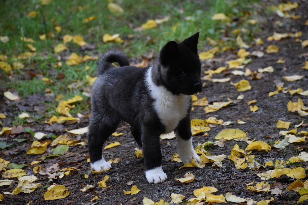 Akita Amerykańska, Akity amerykańskie - suczka FLORA FCI/ZKwP