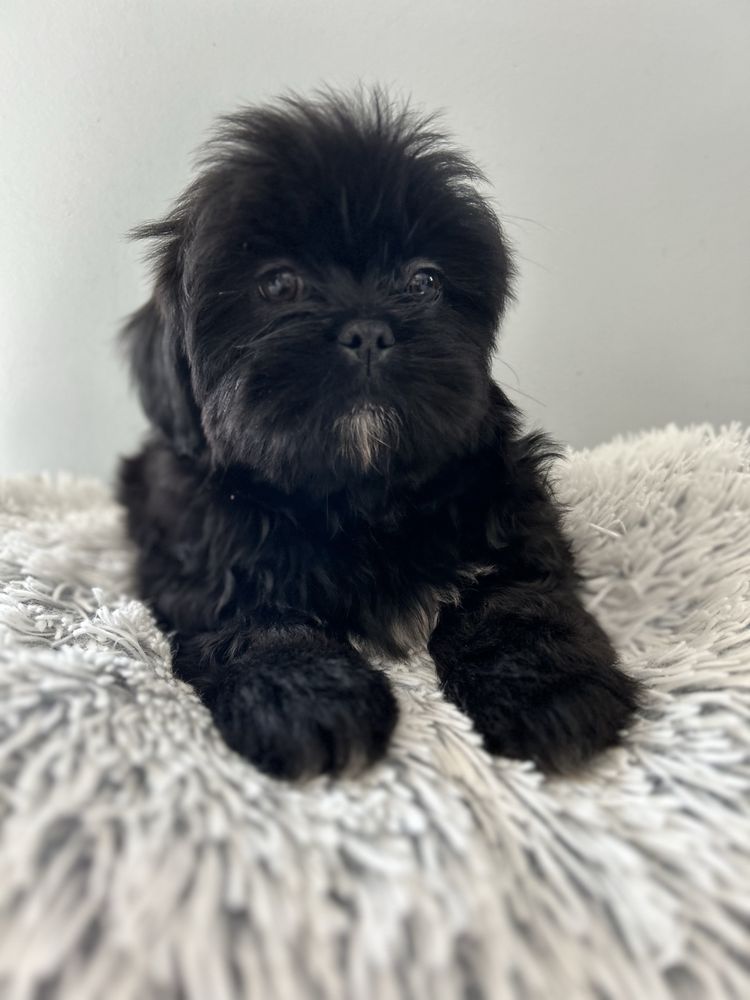 Samiec Shih tzu DO odbioru