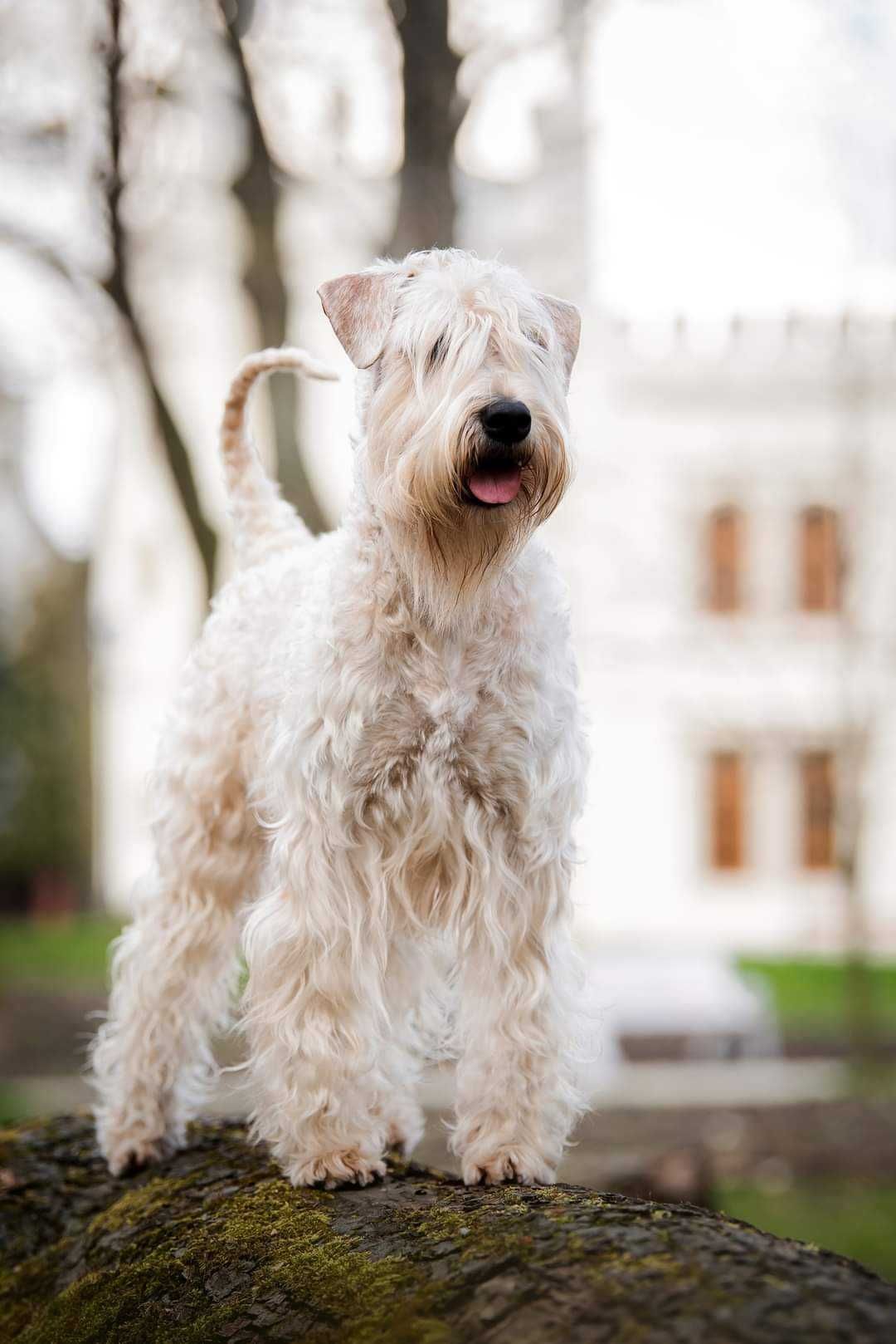 Irish soft coated wheaten terrier - terier pszeniczny ZKwP/FCI