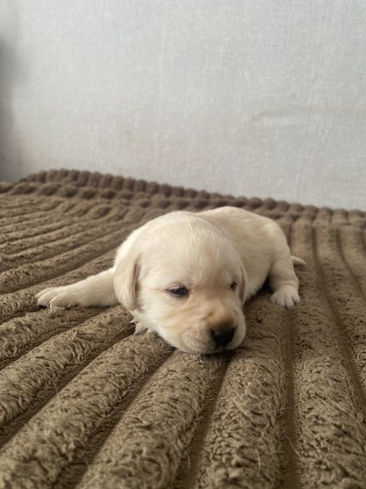 Щенки лабрадора-ретривера