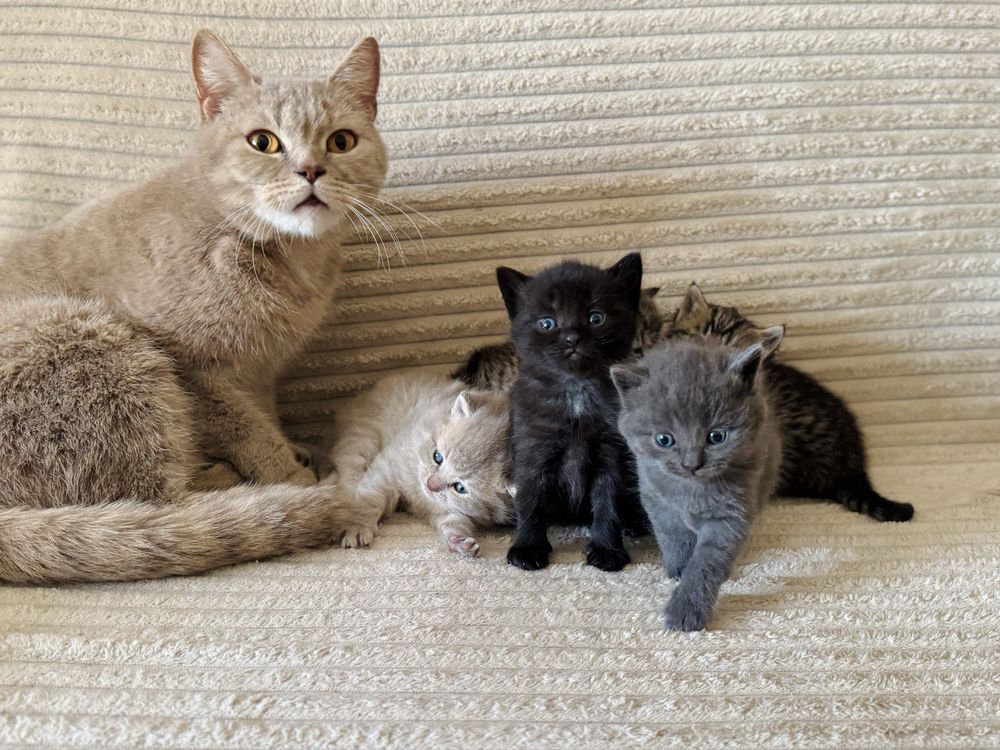 Кошенята шотландської прямовухої кішки