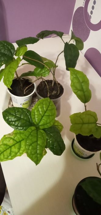 Продам , красивый Клеродендрум. Алое, 5 лет. Драцены 3года.