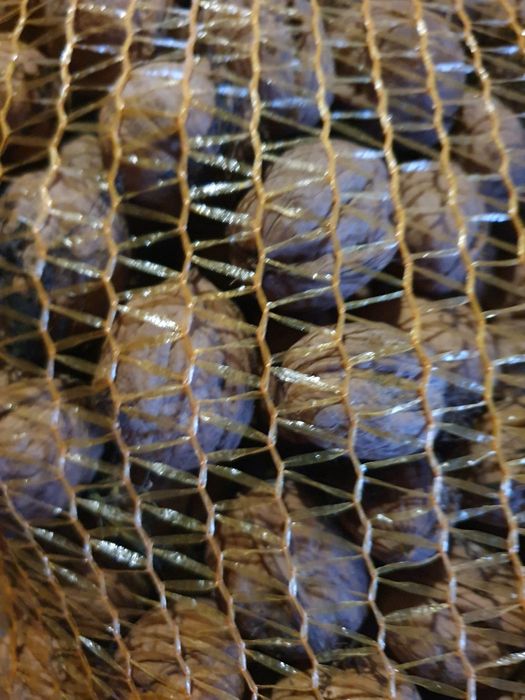 Orzechy włoskie tegoroczne