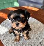 Yorkshire terrier śliczny piesek