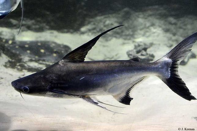 Paroon Shark Hi Fin \ Pangasius sanitwongsei 15-17cm