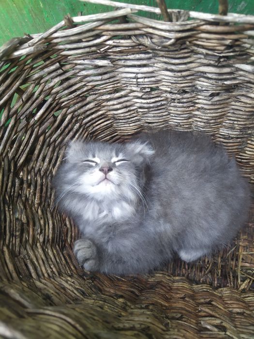 Продам шотландське висловухе кошеня
