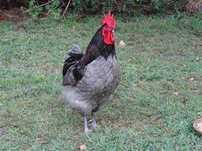 Ovos de Galinha Australorp Azul