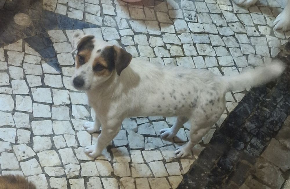 Jack Russel fêmea para dar