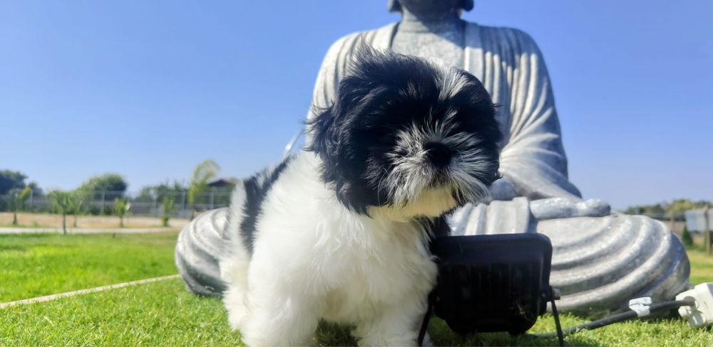 Shih-Tzu Bebé maravilhosos