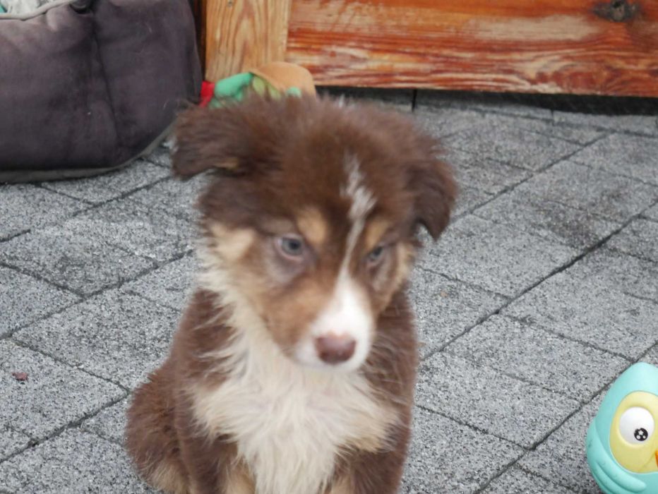Border collie -czekoladowy