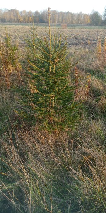 Choinki świerk srebrny, drzewka