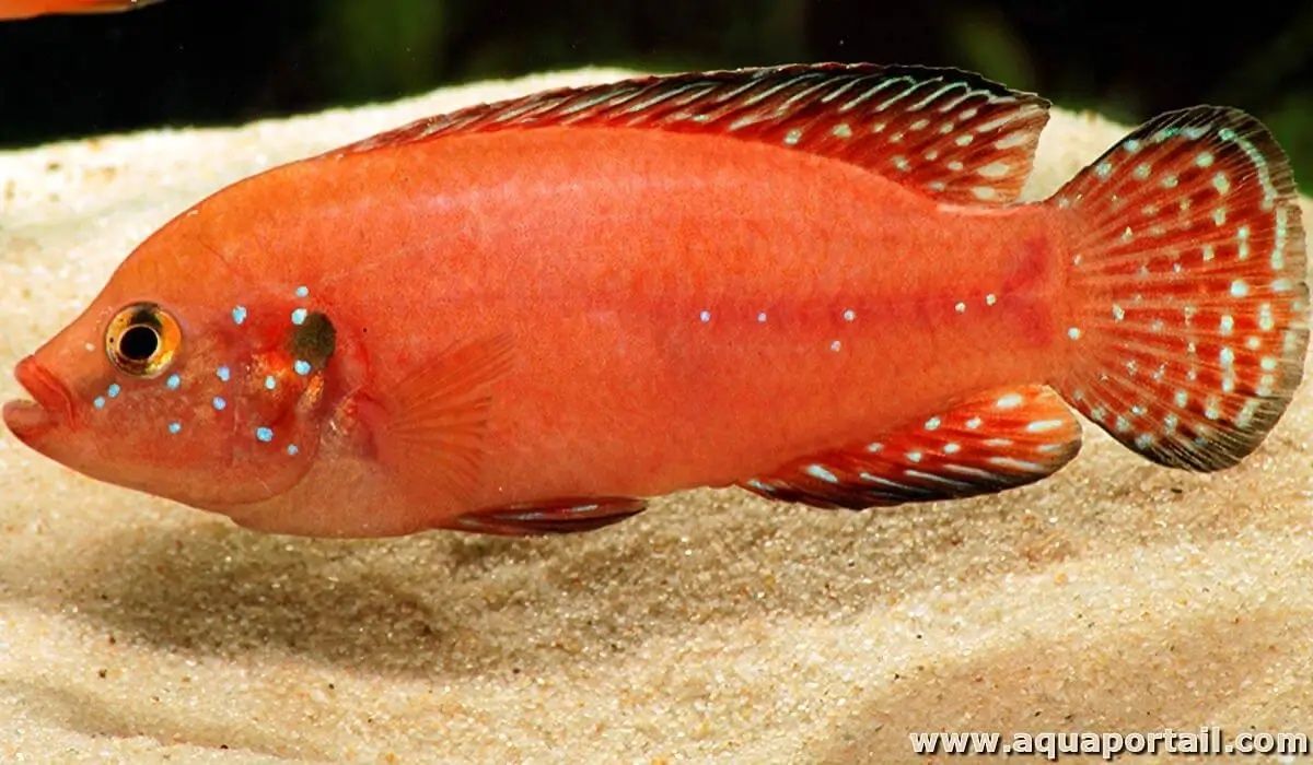 Хроміс-красень турканський (Hemichromis exsul turkan)