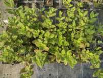 Саженцы гортензии оптом от GreenHouse24