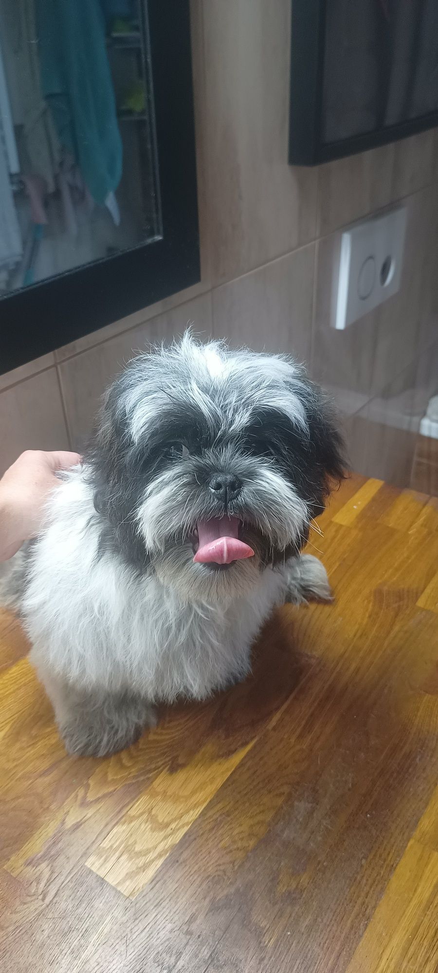 Mal shi, shih tzu, maltańczyk ( komplet szczepień)