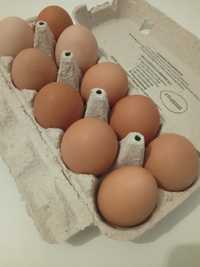 świeże jajka  Wiejskie