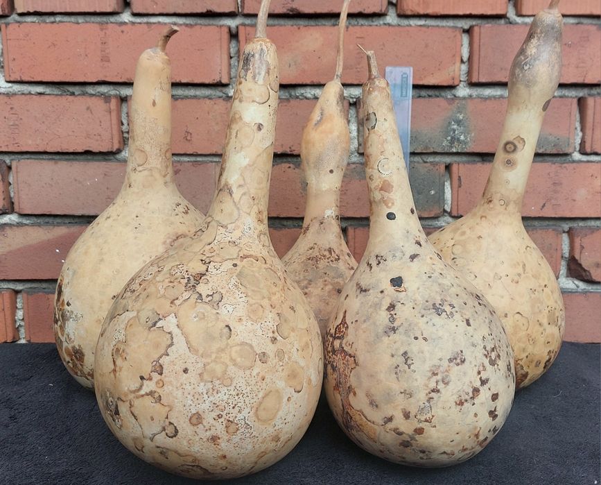 Tykwy wyhodowane i wysuszone.