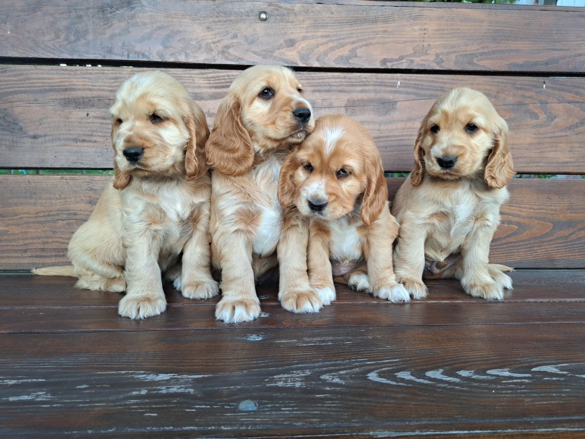 Cocker Spaniel piesek