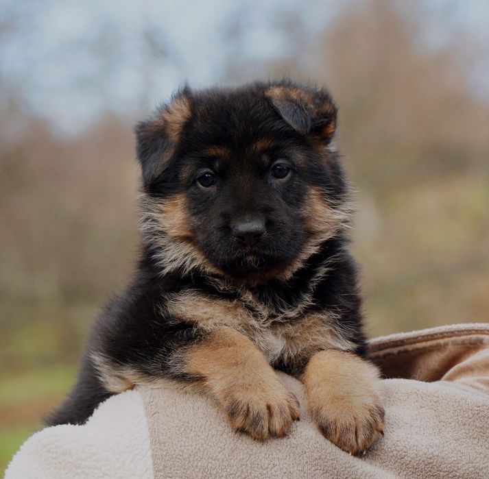 Під бронь цуценята німецької вівчарки чепрачного забарвлення.