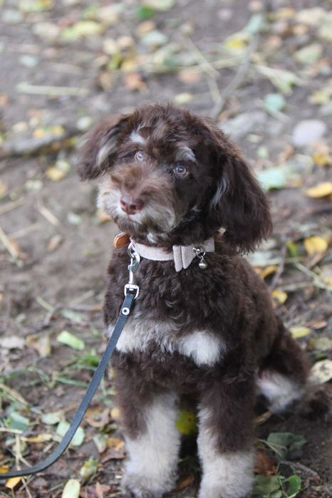 PUDEL ŚREDNI brązowy Tan Choco Tan piesek samiec Alex wideo video