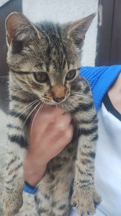 Oddam kotki w dobre ręce