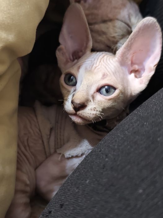 Кішечка Канадського сфінкса