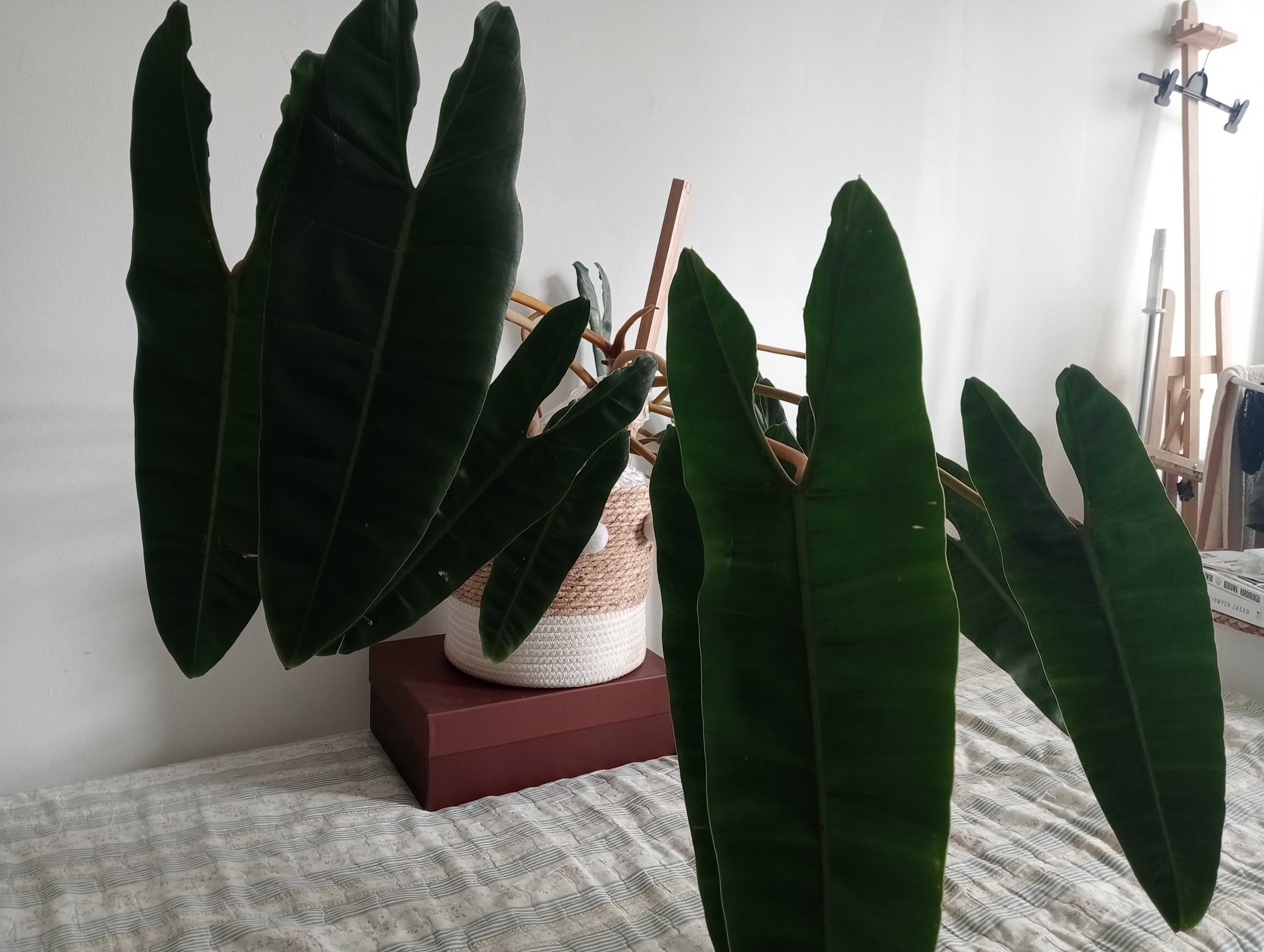 Philodenron filodendron billietiae