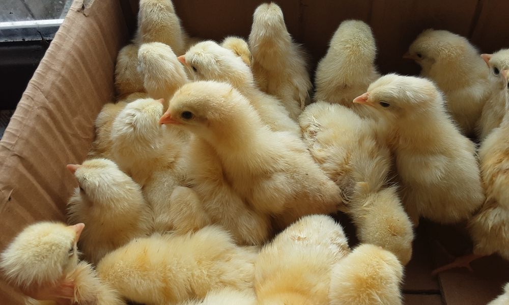 Циплята добові бройлер