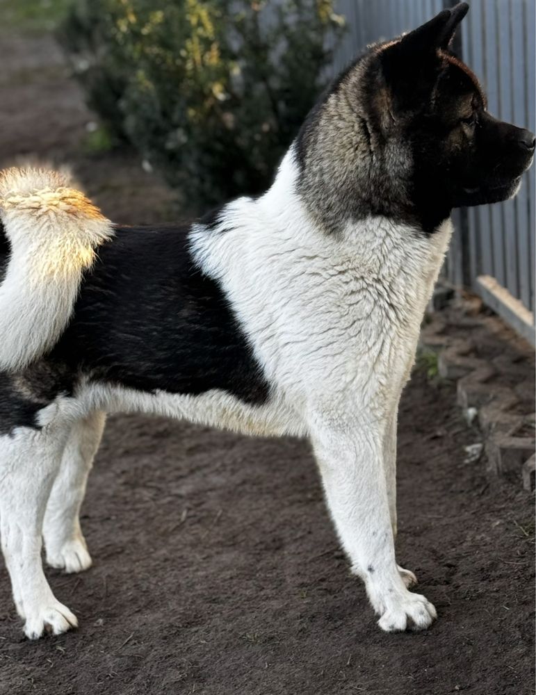 Akita Amerykanska YUKI