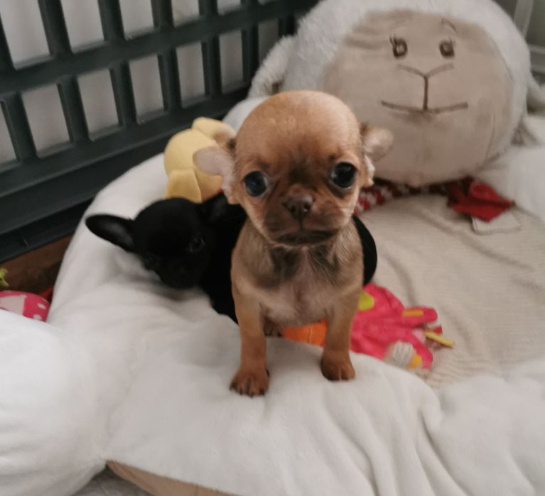 GOTOWA DO ODBIORU Lalunia Malunia dziewczynka chihuahua CUDO