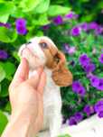 Cavalier king suczka cudowna księżniczka