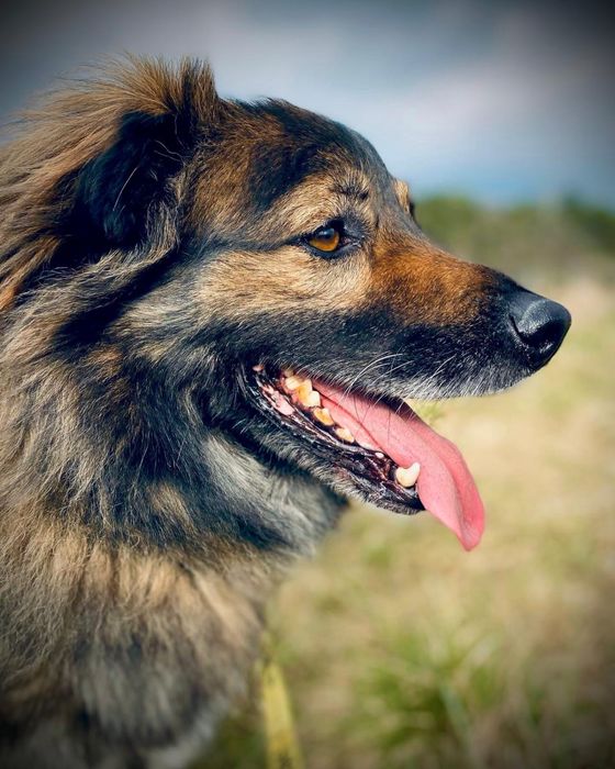 Puchaty Watek w typie owczarka do adopcji