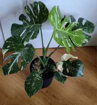 Monstera  thai constellation