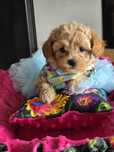 Maltipoo f1 dziewczynka