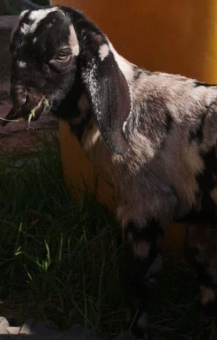 Kozioł anglonubijski (marzec 2025)