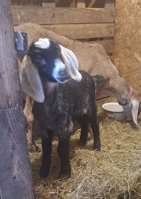 Англонубійскі кози, козенята 86 та 92.25%