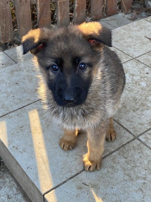 owczarek niemiecki suczka