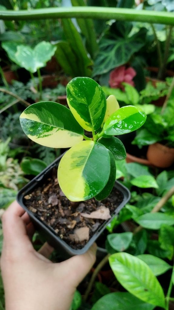 Фікус ficus formosa variegata
